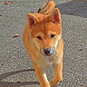 Dusky a rejoint le concours — aidez-le/la à gagner de superbes lots ! dog, puppy, ginger_dog, shiba_inu, canine, animal, outdoors, pavement, gravel, walking, standing, curled_tail, pointed_ears, fluffy_fur, brown_eyes, pet, portrait, heart, daylight, cute