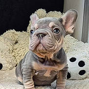 Apy participe au concours pour gagner de l'argent avec cette photo : french_bulldog, puppy, dog, wrinkles, cute, pet, indoor, blanket, plush_toy, soft_texture, sitting, small, ears, face, curious, animal, fur, companion, adorable, young