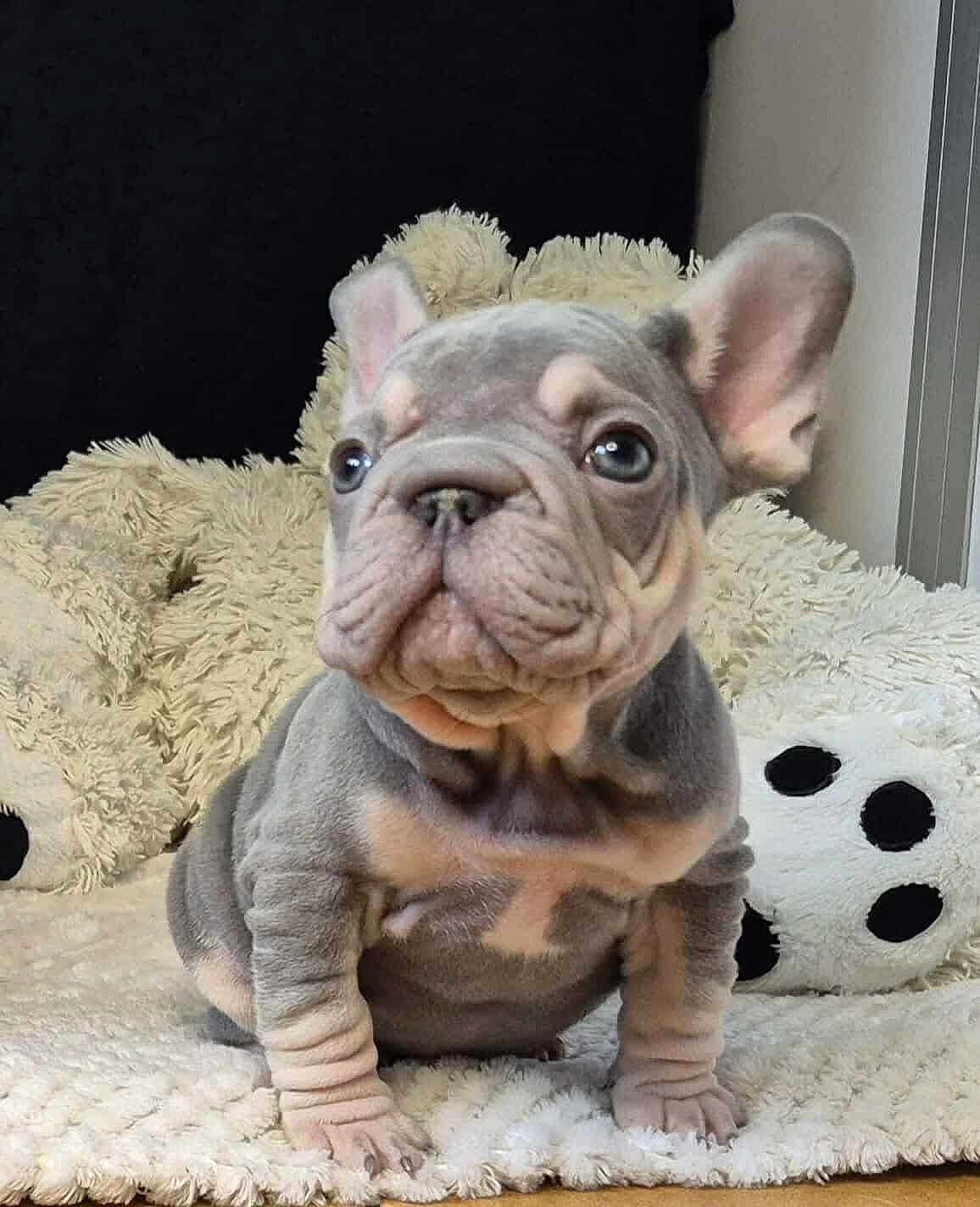 Apy participe au concours pour gagner de l'argent avec cette photo : french_bulldog, puppy, dog, wrinkles, cute, pet, indoor, blanket, plush_toy, soft_texture, sitting, small, ears, face, curious, animal, fur, companion, adorable, young
