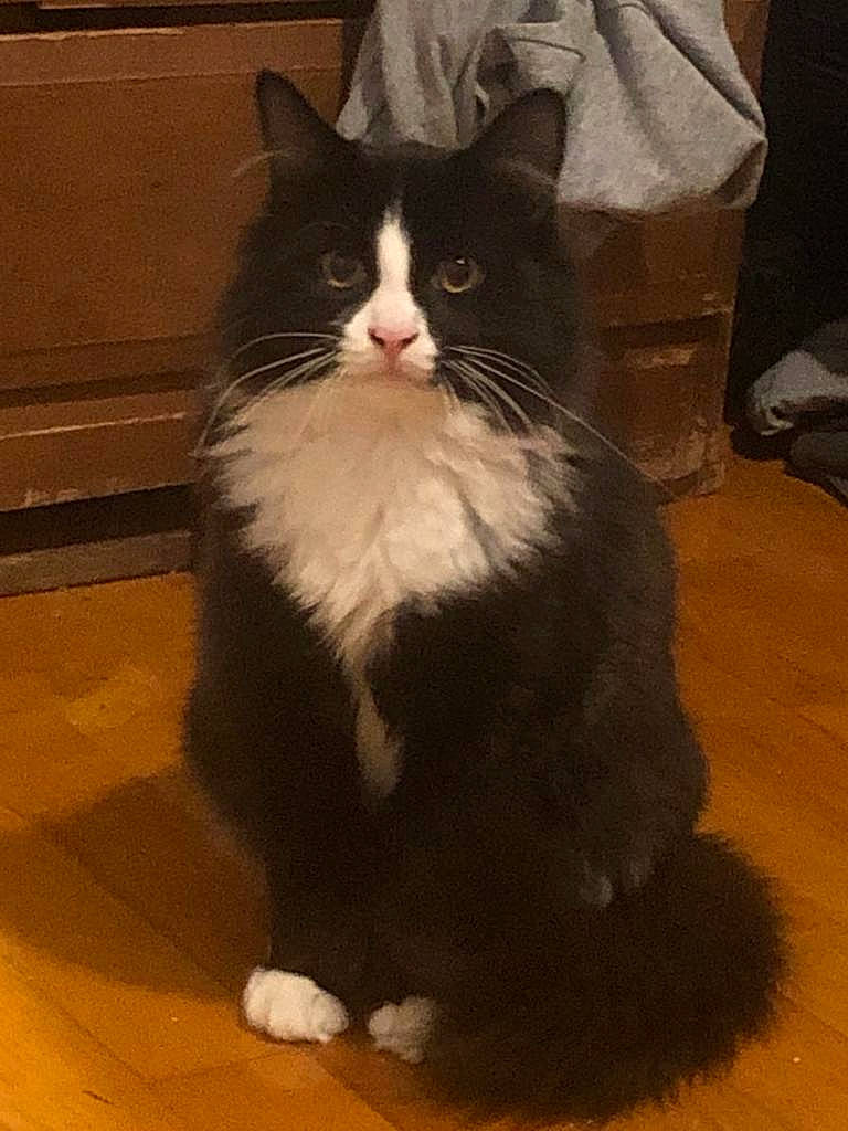 Lupita a rejoint le concours — aidez-le/la à gagner de superbes lots ! carnivore, cat, domestic_short_haired_cat, felidae, floor, flooring, fur, hardwood, laminate_flooring, small_to_medium_sized_cats, snout, tail, varnish, vertebrate, whiskers, wood, wood_flooring, wood_stain