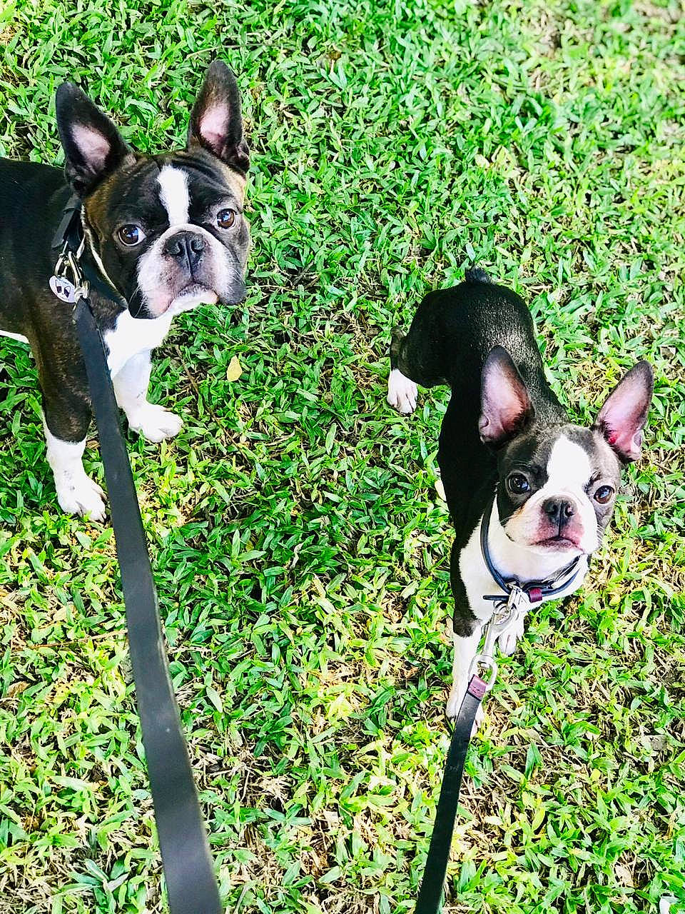 Aria participe au concours pour gagner de l'argent avec cette photo : boston_terrier, canidae, carnivore, collar, companion_dog, dog, dog_breed, dog_collar, fawn, french_bulldog, grass, leash, mammal, non_sporting_group, pet_supply, snout, sporting_group, toy_dog, vertebrate, working_animal