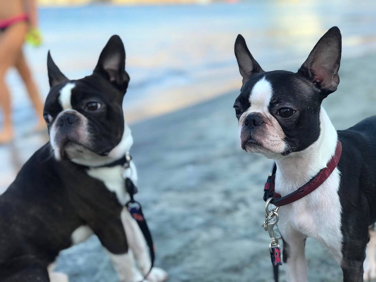 Aria a rejoint le concours — aidez-le/la à gagner de superbes lots ! boston_terrier, canidae, carnivore, collar, dog, dog_breed, dog_collar, dog_supply, french_bulldog, leash, mammal, non_sporting_group, organ, pet_supply, snout, sporting_group, vertebrate, working_animal