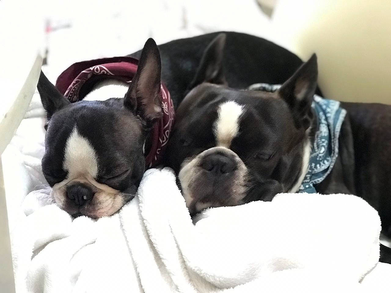 Aria a rejoint le concours — aidez-le/la à gagner de superbes lots ! black, boston_terrier, canidae, carnivore, comfort, companion_dog, dog, dog_breed, fawn, french_bulldog, mammal, non_sporting_group, pet_supply, snout, toy_dog, vertebrate, whiskers, working_animal