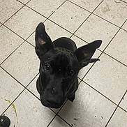 Athena joined the competition — help win amazing prizes! dog, black_dog, ears, looking_up, tile_floor, dirty_floor, footwear, crocs, indoor, pet, animal, curious, floor_tiles, black_fur, paw_print_decoration, human_feet, shoes, pet_indoor, close_up, waiting