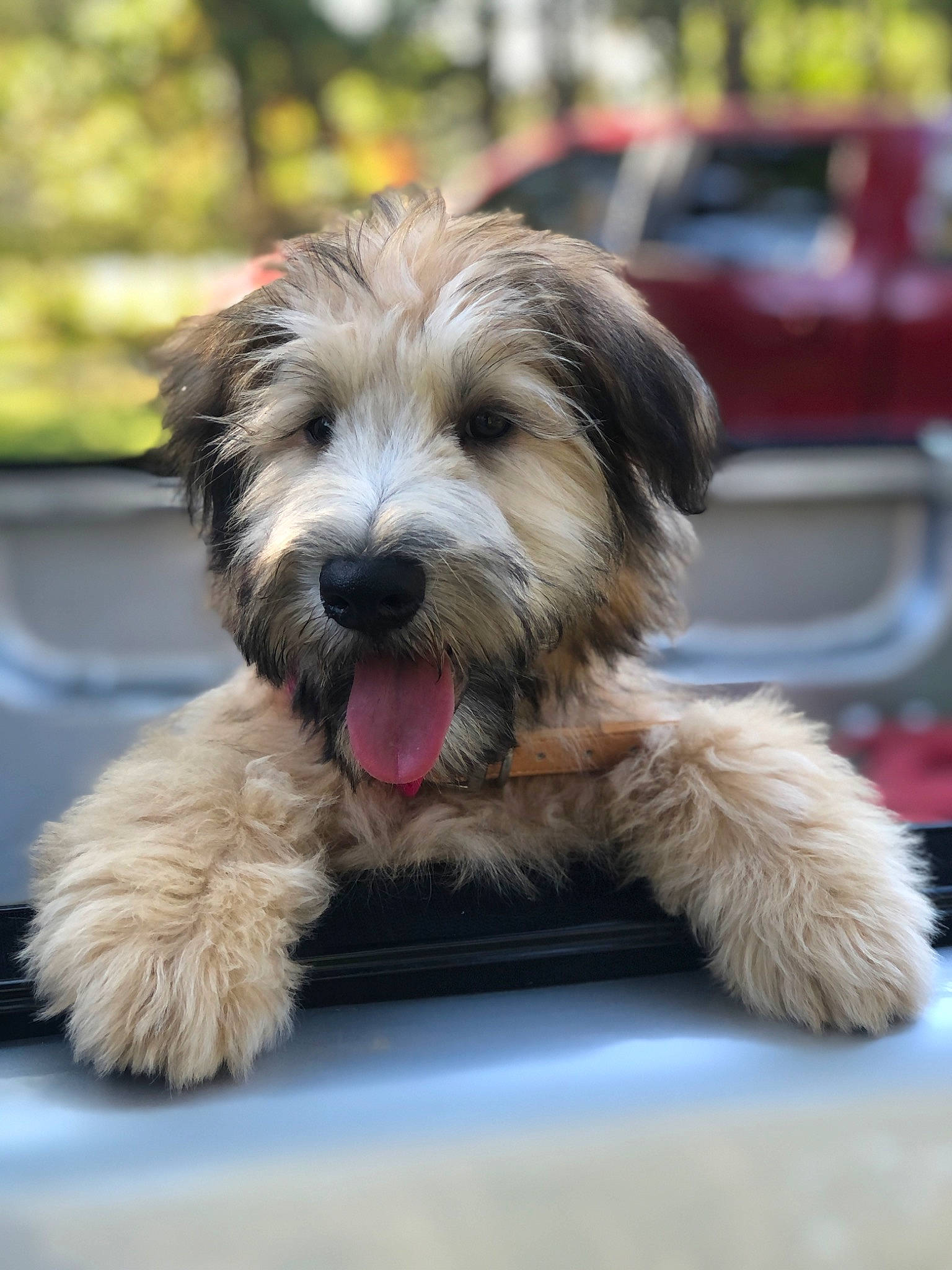 Emmy joined the competition — help win amazing prizes! biewer_terrier, canidae, carnivore, companion_dog, dog, dog_breed, fur, puppy, small_terrier, snout, sporting_group, terrier, toy_dog, working_dog, yorkipoo