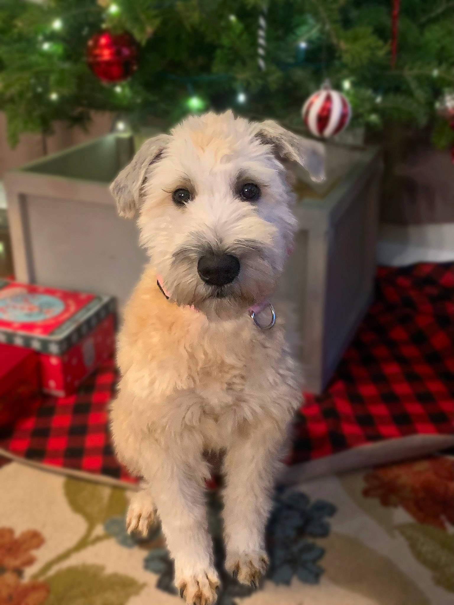 Emmy is registered to the contest to win money with this photo: carnivore, christmas, christmas_decoration, christmas_tree, collar, companion_dog, dog, dog_breed, dog_supply, event, holiday, pattern, plaid, snout, sporting_group, tartan, terrier, toy_dog, wire_hair_fox_terrier, working_animal