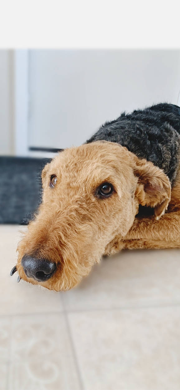 Duke is registered to the contest to win money with this photo: canidae, carnivore, companion_dog, dog, dog_breed, fawn, flooring, fur, irish_terrier, snout, sporting_group, terrestrial_animal, wood, working_animal