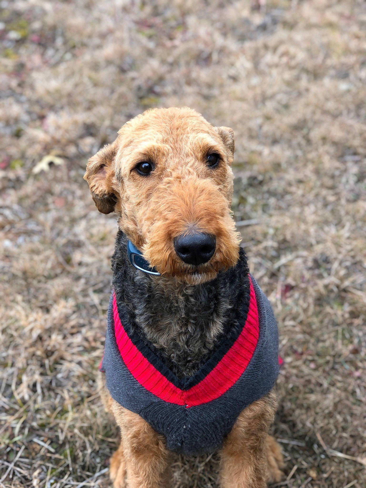 Duke joined the competition — help win amazing prizes! airedale_terrier, canidae, carnivore, collar, companion_dog, dog, dog_breed, dog_collar, irish_terrier, lakeland_terrier, leash, pet_supply, snout, soil, sporting_group, terrier, welsh_terrier, wire_hair_fox_terrier, working_animal, working_terrier