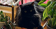 Maverick joined the competition — help win amazing prizes! black_cat, cat, plant, potted_plant, wooden_rack, crochet_kit, window, towel, indoor, greenery, furniture, pet, animal, cozy, sunlight, home_decor, leaf, relaxing, fluffy, domestic_cat