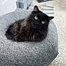 cat, black_cat, pet_bed, gray, fluffy, yellow_eyes, indoor, carpet, curious, feline, animal, cozy, resting, looking_at_camera, soft_texture, domestic, cute, fur, head_tilt, pet