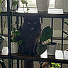 Maverick is registered to the contest to win money with this photo: cat, black_cat, indoor, plant, potted_plant, greenery, shelf, wooden_shelf, window, natural_light, tongue_out, fluffy, pet, animal, home, decor, leaf, feline, curious, cute