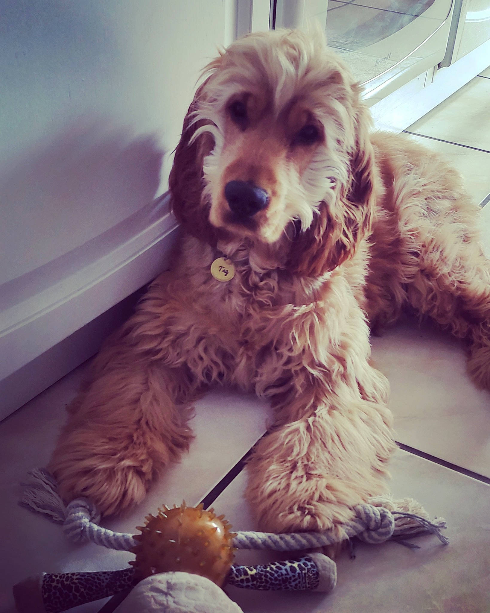 Tag participe au concours pour gagner de l'argent avec cette photo : canidae, carnivore, cloud, companion_dog, dog, dog_breed, dog_collar, fur, labradoodle, maltepoo, paw, poodle_crossbreed, puppy_love, schnauzer, small_terrier, sporting_group, square, terrier, toy_dog, working_animal