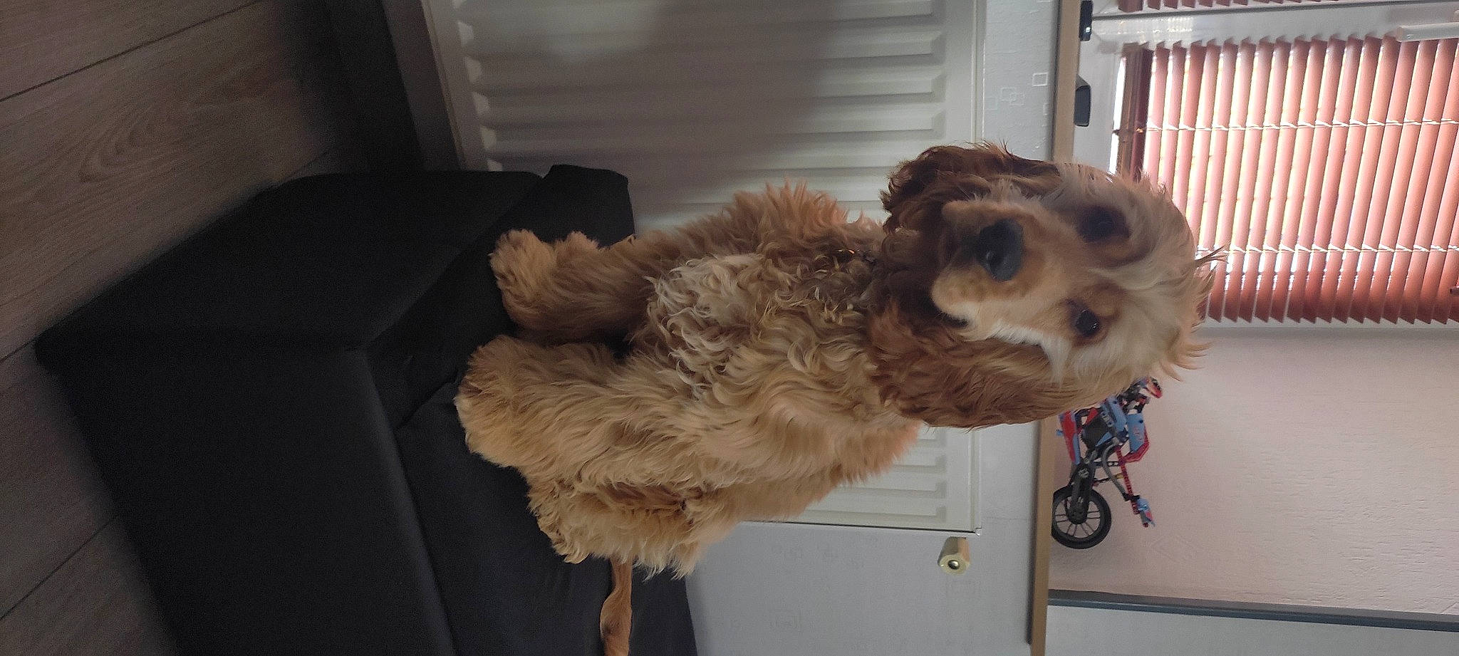 Tag a rejoint le concours — aidez-le/la à gagner de superbes lots ! camelid, canidae, carnivore, companion_dog, dog, dog_breed, dog_supply, fawn, fur, liver, pet_supply, snout, sporting_group, tail, terrestrial_animal, terrier, toy_dog, water_dog, wood, working_animal