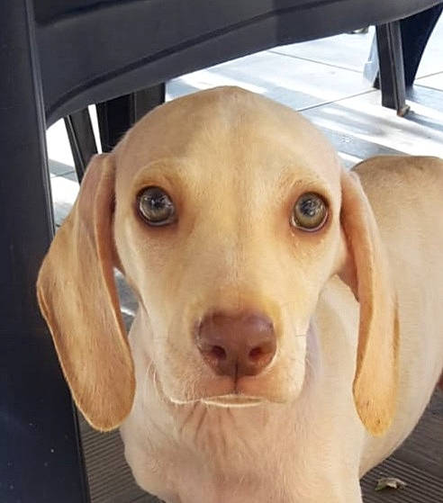 Draco a rejoint le concours — aidez-le/la à gagner de superbes lots ! canidae, carnivore, companion_dog, dog, dog_breed, ear, eye, fawn, fur, hound, hunting_dog, liver, pet_supply, selfie, snout, sporting_group, whiskers, working_animal