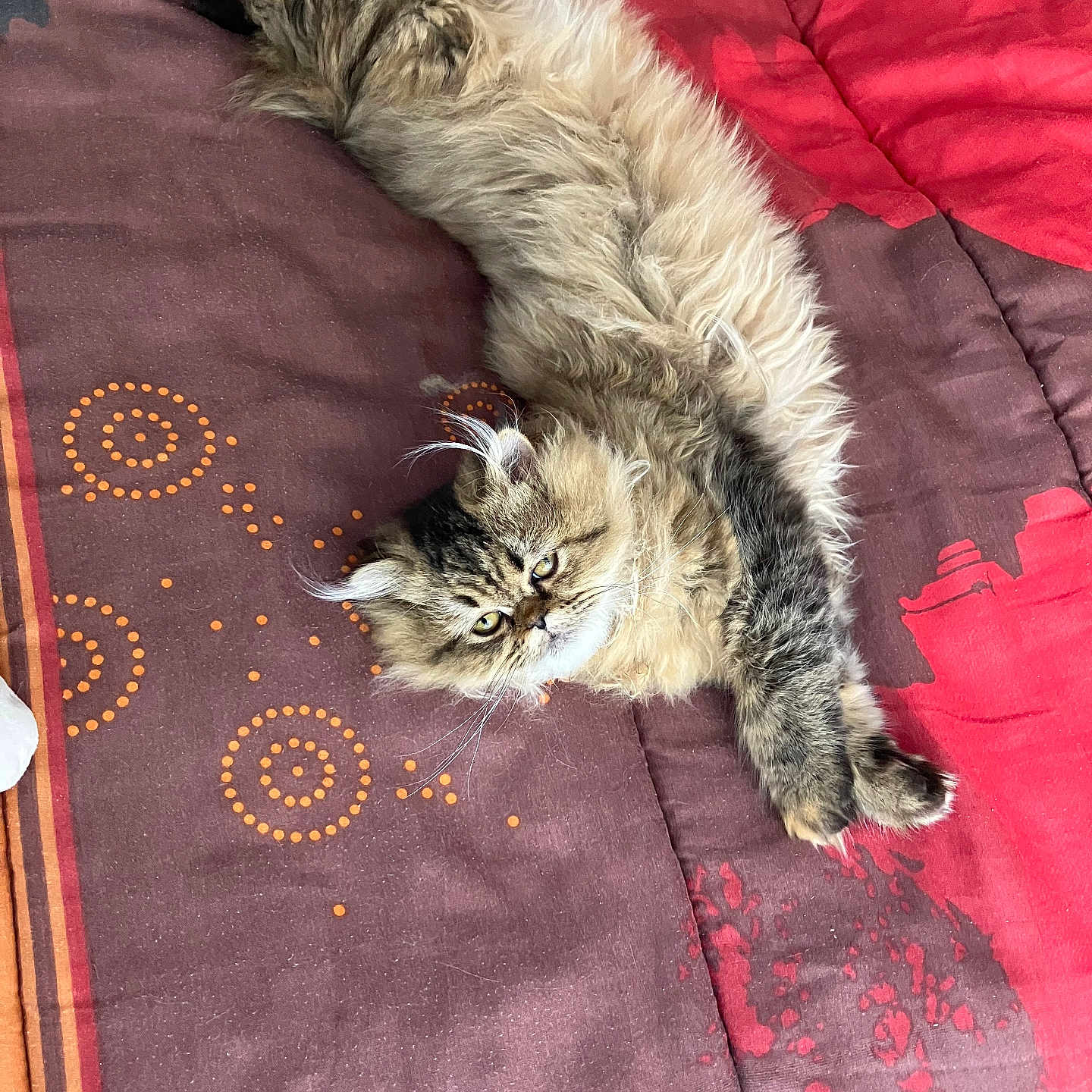 Tess a rejoint le concours — aidez-le/la à gagner de superbes lots ! abyssinian, animal, applique, bed, blanket, cat, couch, cushion, furniture, homedecor, kitten, linen, manx, pattern, person, pet, quilt, siamese, sleeping, wood