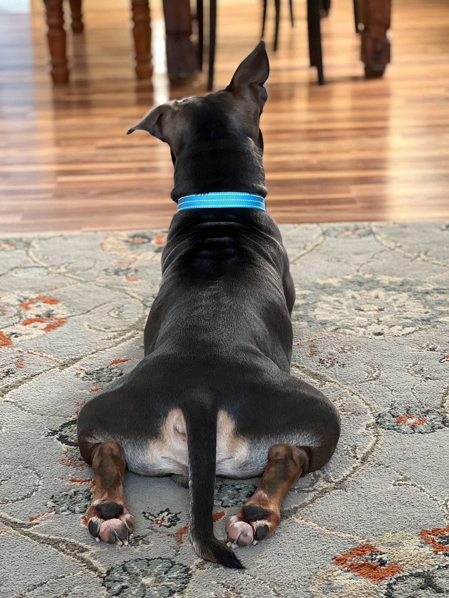 Bruce Wayne is registered to the contest to win money with this photo: bulldog, canidae, carnivore, collar, companion_dog, dog, dog_breed, dog_collar, dog_supply, dog_walking, fashion_accessory, flooring, leash, pet_supply, road_surface, snout, sporting_group, street, tail, working_animal