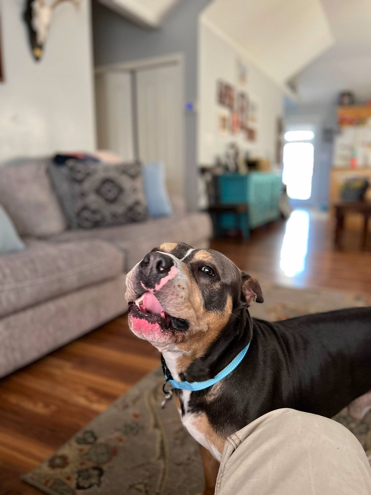 Bruce Wayne joined the competition — help win amazing prizes! carnivore, collar, companion_dog, couch, dog, dog_breed, dog_collar, fawn, flooring, grey, hardwood, leash, living_room, pet_supply, picture_frame, room, snout, whiskers, wood, working_animal