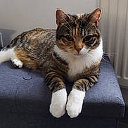 Nala participe au concours pour gagner de l'argent avec cette photo : animal, calm, cat, cute, domestic_cat, floor, furniture, indoor, looking, mammal, ottoman, pet, radiator, relaxed, resting, striped_fur, tabby_cat, whiskers, white_paws, window