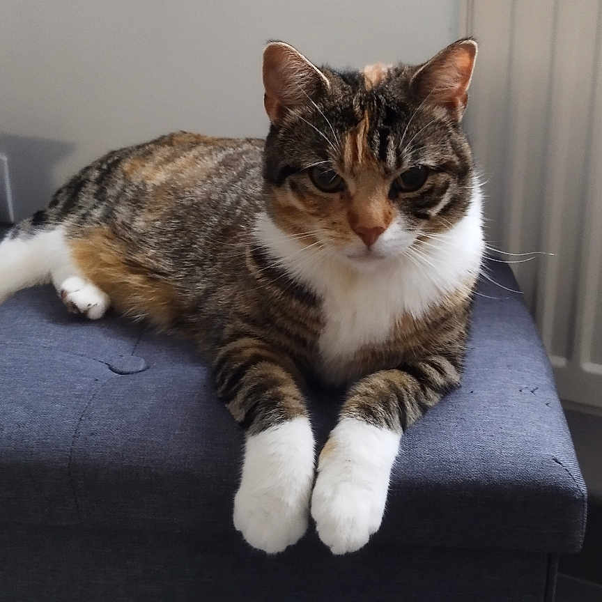 Nala participe au concours pour gagner de l'argent avec cette photo : animal, calm, cat, cute, domestic_cat, floor, furniture, indoor, looking, mammal, ottoman, pet, radiator, relaxed, resting, striped_fur, tabby_cat, whiskers, white_paws, window
