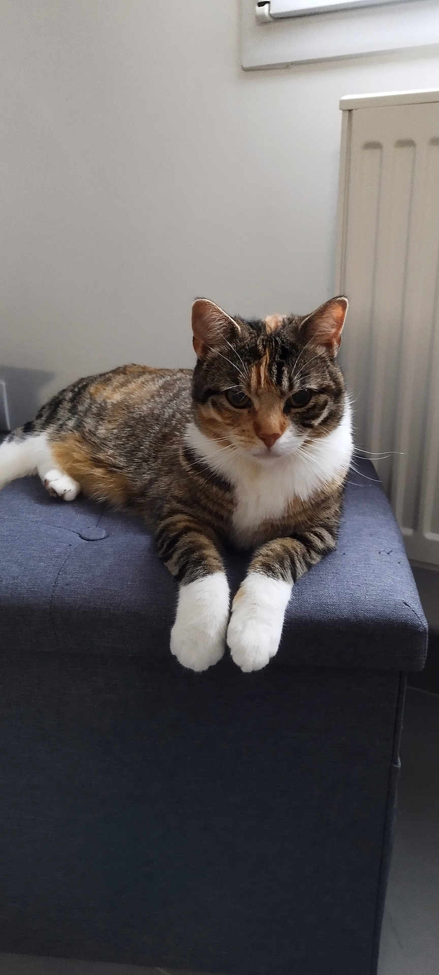 Nala participe au concours pour gagner de l'argent avec cette photo : animal, calm, cat, cute, domestic_cat, floor, furniture, indoor, looking, mammal, ottoman, pet, radiator, relaxed, resting, striped_fur, tabby_cat, whiskers, white_paws, window