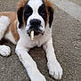 dog, puppy, saint_bernard, stick, mouth, laying_down, outdoor, concrete, fur, white_fur, brown_fur, black_fur, paw, cute, pet, animal, muzzle, ears, young, nature