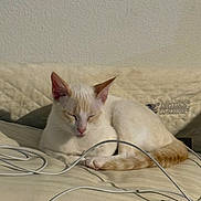 Fidget joined the competition — help win amazing prizes! cat, sleeping, animal, pet, fur, whiskers, ears, tail, quilt, cables, indoor, beige, cream_color, relaxing, sunlight, cozy, resting, cute, feline, nap