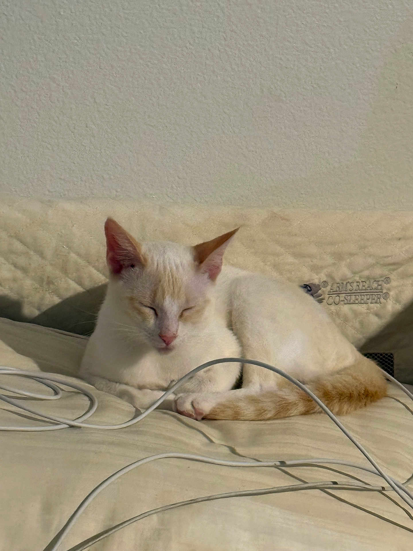 Fidget joined the competition — help win amazing prizes! cat, sleeping, animal, pet, fur, whiskers, ears, tail, quilt, cables, indoor, beige, cream_color, relaxing, sunlight, cozy, resting, cute, feline, nap