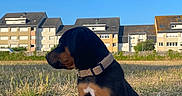 Bloom participe au concours pour gagner de l'argent avec cette photo : animal, black_and_tan, blue_sky, collar, cute, daylight, dog, field, grass, harvested_field, houses, landscape, outdoors, pet, portrait, puppy, rural, sitting, sky, young_dog