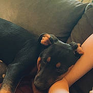 Bloom participe au concours pour gagner de l'argent avec cette photo : arm, black_and_tan, black_fur, brown_fur, closeup, couch, cozy, dog, home, indoor, person, pet, plant, puppy, relaxed, resting, sleeping, sofa, sunlight, window