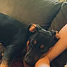 arm, black_and_tan, black_fur, brown_fur, closeup, couch, cozy, dog, home, indoor, person, pet, plant, puppy, relaxed, resting, sleeping, sofa, sunlight, window