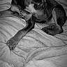 Bloom a rejoint le concours — aidez-le/la à gagner de superbes lots ! animal, bed, bedroom, black_and_white, blanket, collar, cozy, dog, home, indoors, lying_down, paw_tag, pet, photography, portrait, puppy, relaxed, short_hair, sitting, sleepy