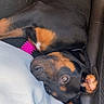 Bloom a rejoint le concours — aidez-le/la à gagner de superbes lots ! animal, black_and_tan, car, car_seat, close_up, cute, dog, ears, eyes, face, indoor, lying_down, pet, pink_toy, playful, puppy, rottweiler, rubber_toy, sleeping, upside_down