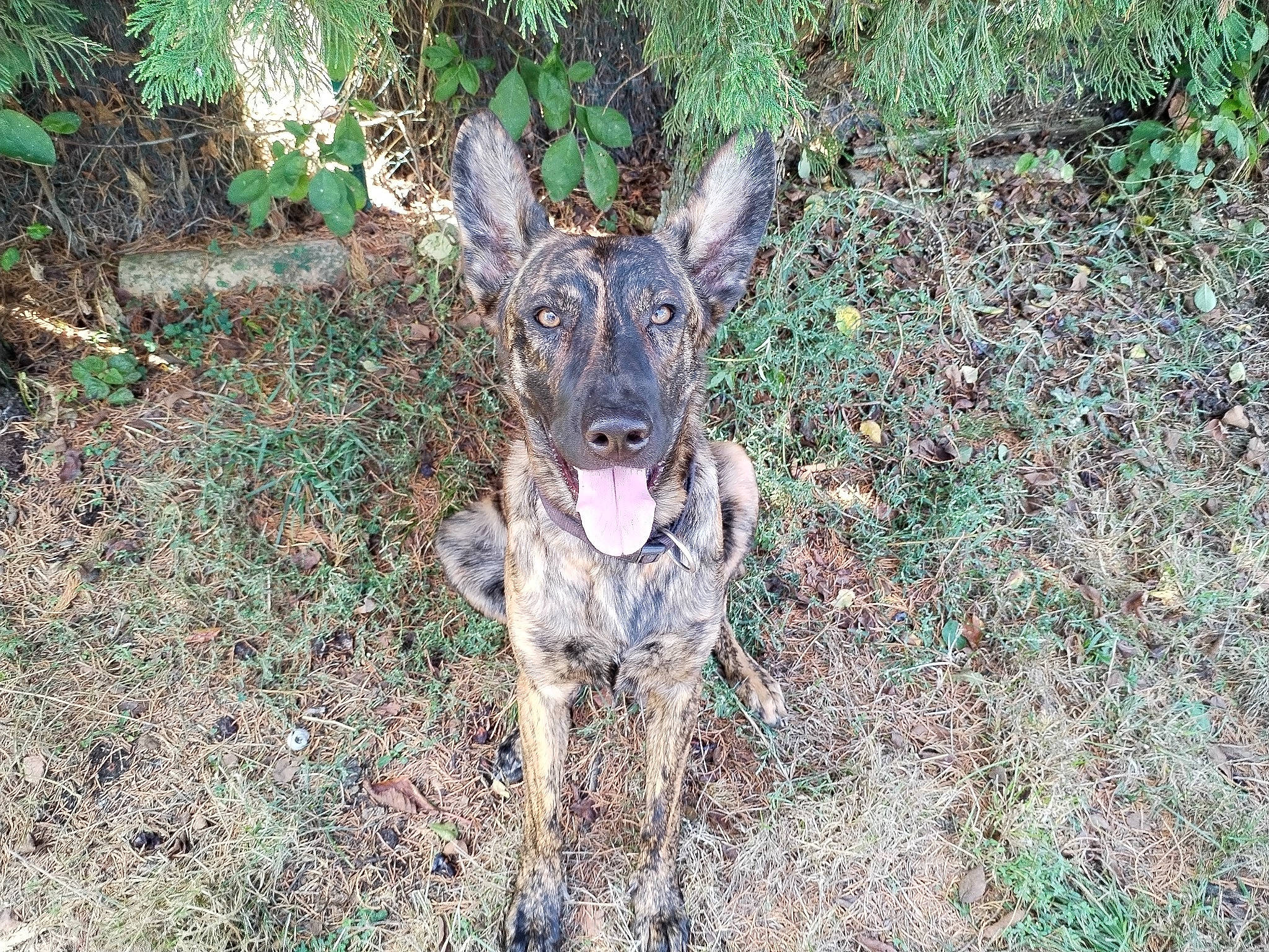 Fidji participe au concours pour gagner de l'argent avec cette photo : canidae, cargo_pants, carnivore, dog, dog_breed, dog_supply, fawn, german_shepherd_dog, grass, hunting_dog, plant, snout, sporting_group, terrestrial_animal, tree, wildlife, working_animal, working_dog