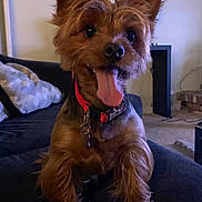 Woody joined the competition — help win amazing prizes! dog, small_dog, tongue_out, collar, indoor, couch, living_room, clock, pet, happy, fur, ears, sitting, canine, animal, home, carpet, furniture, cute, companion