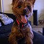dog, small_dog, tongue_out, collar, indoor, couch, living_room, clock, pet, happy, fur, ears, sitting, canine, animal, home, carpet, furniture, cute, companion