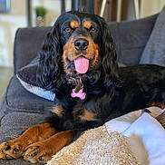 Lady joined the competition — help win amazing prizes! dog, black_dog, brown_dog, pet, canine, tongue_out, collar, tag, couch, blanket, indoor, fur, paw, relaxed, animal, domestic_animal, home, living_room, comfort, cute