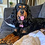 dog, black_dog, brown_dog, pet, canine, tongue_out, collar, tag, couch, blanket, indoor, fur, paw, relaxed, animal, domestic_animal, home, living_room, comfort, cute