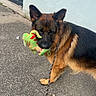 dog, german_shepherd, toy, dinosaur_toy, leash, outdoor, pavement, wall, pet, animal, canine, playing, brown, black, fur, ears, standing, side_view, daylight, closeup