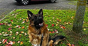 Usko participe au concours pour gagner de l'argent avec cette photo : german_shepherd, dog, leash, grass, autumn_leaves, tree, car, red_car, house, suburban, sidewalk, outdoor, pet, animal, nature, fall, daytime, mammal, fur, canine