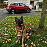german_shepherd, dog, leash, grass, autumn_leaves, tree, car, red_car, house, suburban, sidewalk, outdoor, pet, animal, nature, fall, daytime, mammal, fur, canine