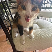 Lou a rejoint le concours — aidez-le/la à gagner de superbes lots ! animal, calico, cat, chair, closeup, cushion, cute, domestic, eyes, feline, fur, indoor, kitten, mouth_open, paws, pet, playful, whiskers, wooden_floor, young