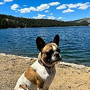 Stella joined the competition — help win amazing prizes! dog, french_bulldog, sitting, lake, water, sand, outdoor, nature, sky, clouds, sunny, shadow, collar, pet, animal, forest, horizon, daytime, landscape, scenic