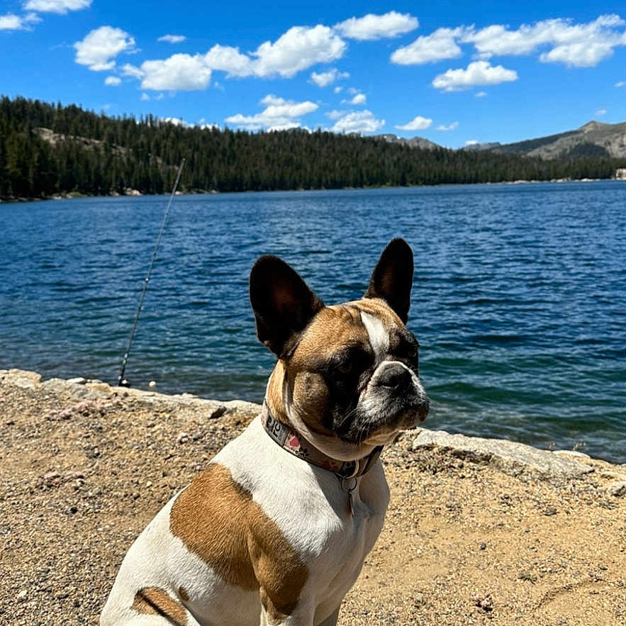 Stella