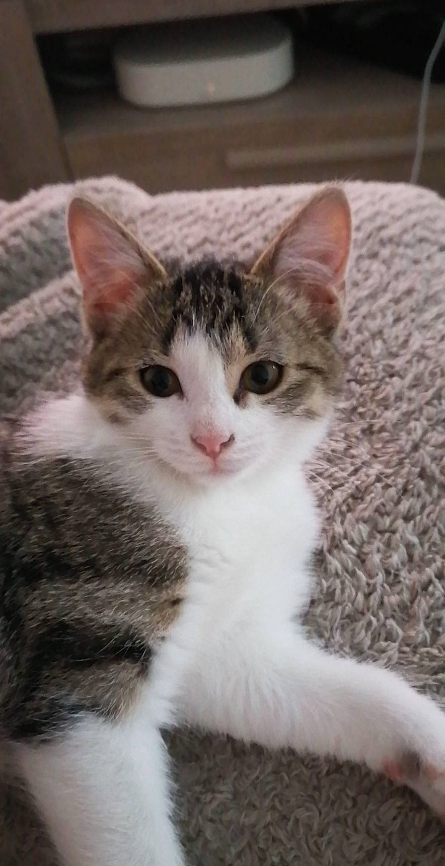 Moon a rejoint le concours — aidez-le/la à gagner de superbes lots ! carnivore, cat, domestic_short_haired_cat, felidae, fur, small_to_medium_sized_cats, snout, terrestrial_animal, whiskers, window