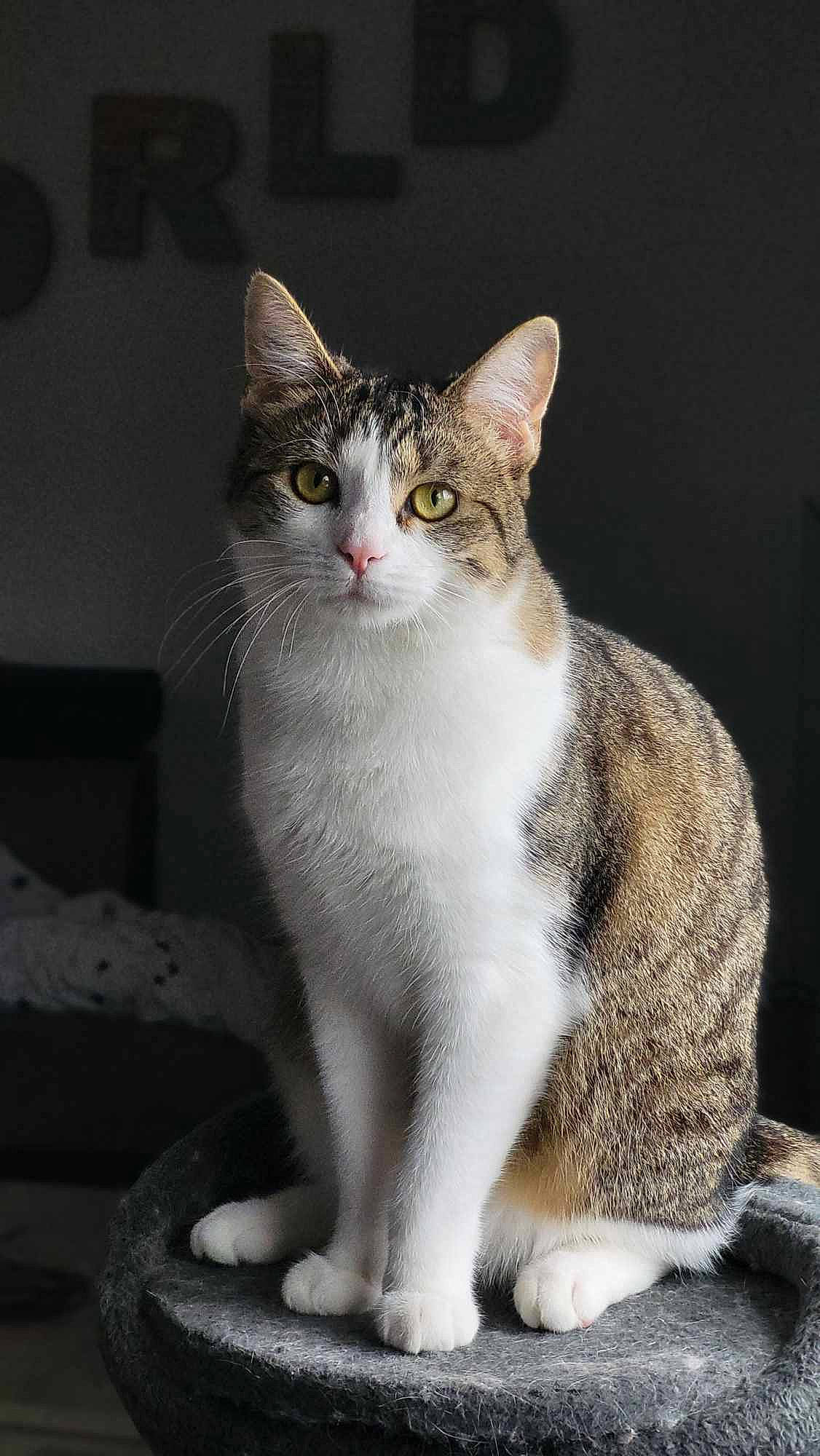 Moon a rejoint le concours — aidez-le/la à gagner de superbes lots ! carnivore, cat, domestic_short_haired_cat, felidae, foot, fur, grey, monochrome_photography, paw, photo_caption, sitting, small_to_medium_sized_cats, snout, tail, terrestrial_animal, whiskers