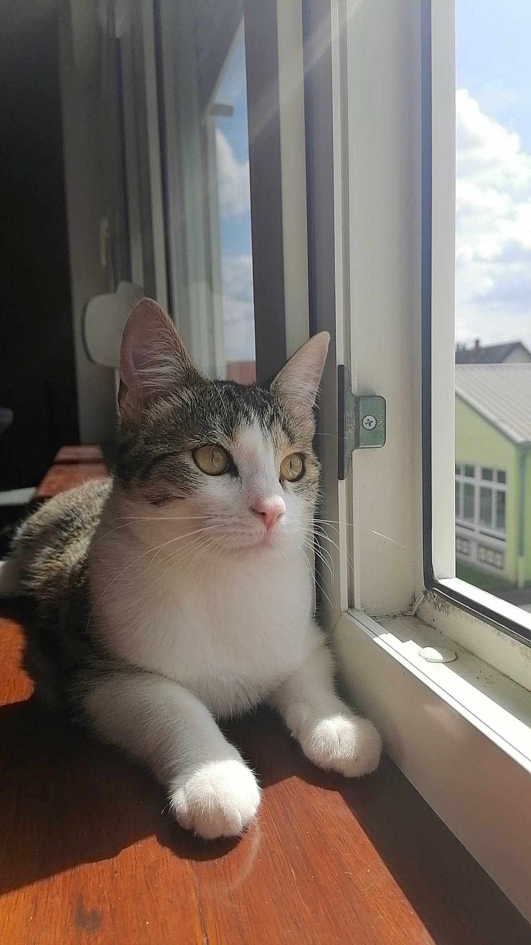 Moon a rejoint le concours — aidez-le/la à gagner de superbes lots ! carnivore, cat, cloud, comfort, domestic_short_haired_cat, door, eye, felidae, fixture, flooring, fur, hardwood, paw, sash_window, small_to_medium_sized_cats, snout, tail, whiskers, window, wood