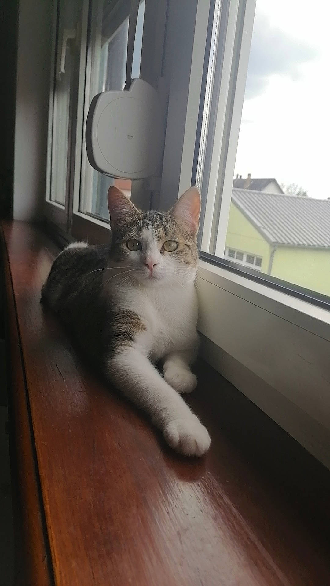 Moon a rejoint le concours — aidez-le/la à gagner de superbes lots ! carnivore, cat, cloud, comfort, domestic_short_haired_cat, felidae, fixture, floor, flooring, foot, fur, grey, hardwood, paw, small_to_medium_sized_cats, snout, tail, whiskers, window, wood