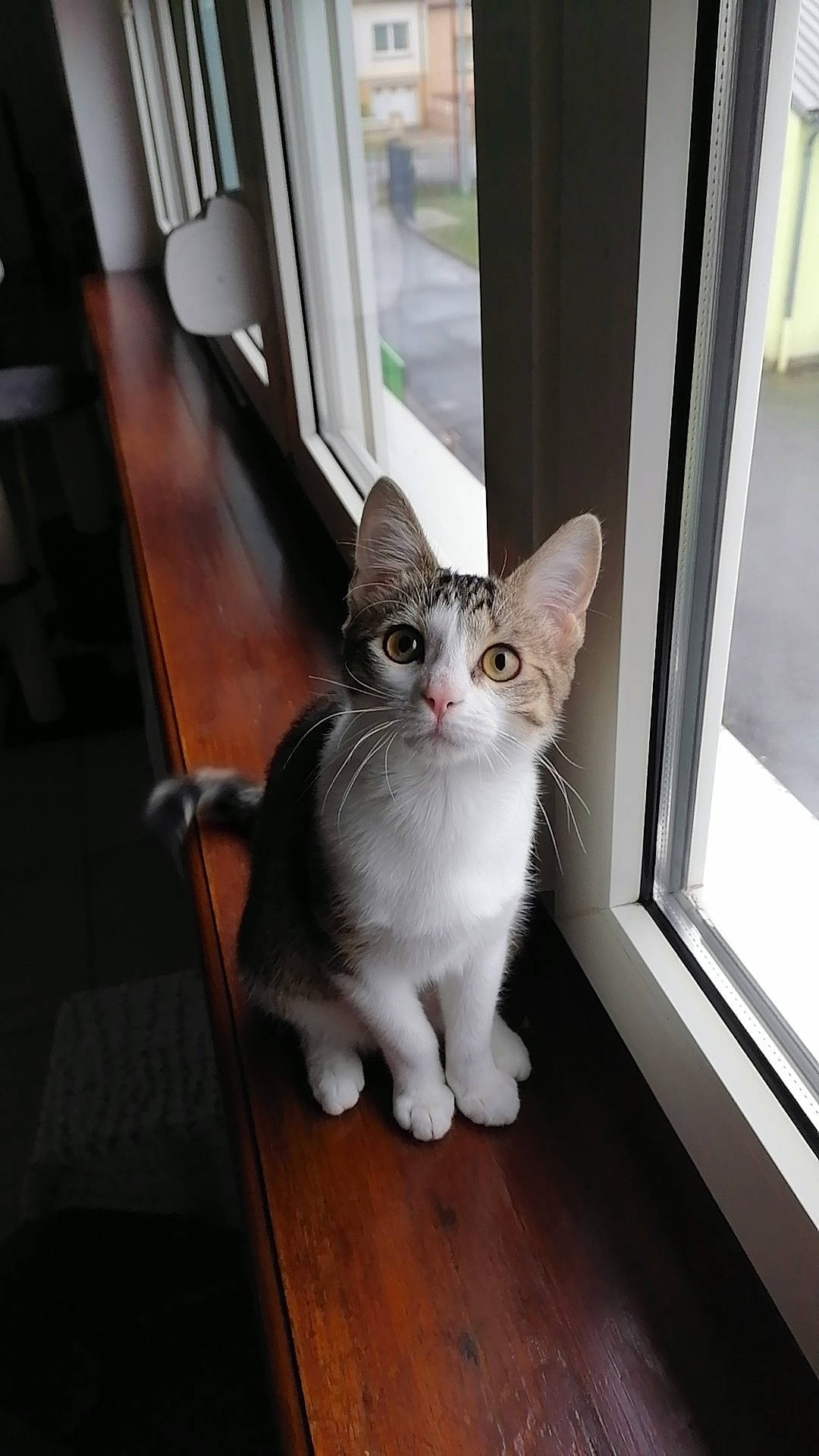 Moon participe au concours pour gagner de l'argent avec cette photo : carnivore, cat, domestic_short_haired_cat, door, eye, felidae, floor, flooring, fur, hardwood, metal, paw, sitting, small_to_medium_sized_cats, snout, tail, whiskers, window, wood, wood_flooring
