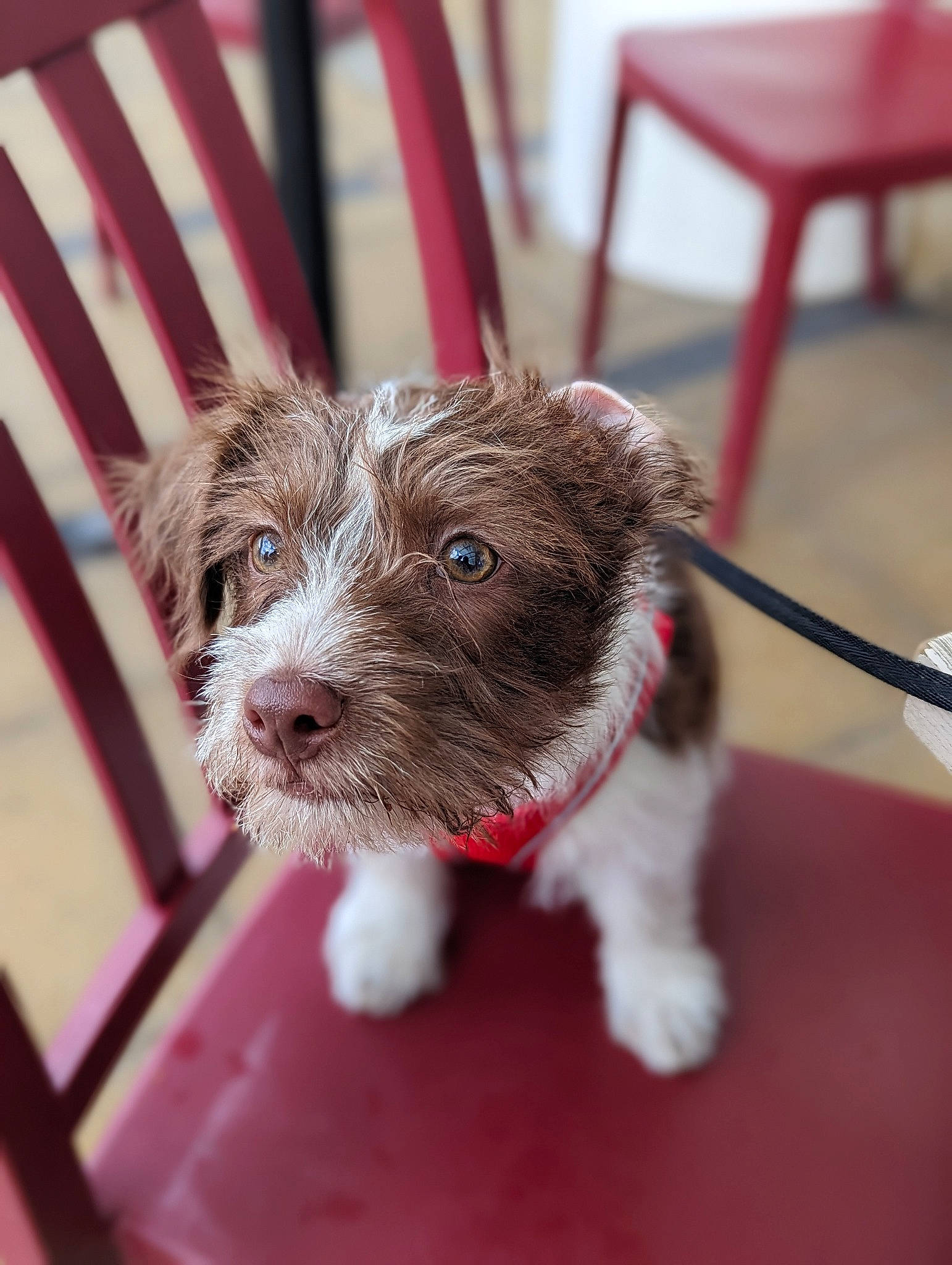 Loki is registered to the contest to win money with this photo: canidae, carnivore, chair, collar, companion_dog, dog, dog_breed, dog_collar, fawn, fur, non_sporting_group, puppy, snout, sporting_group, terrestrial_animal, toy_dog, working_animal