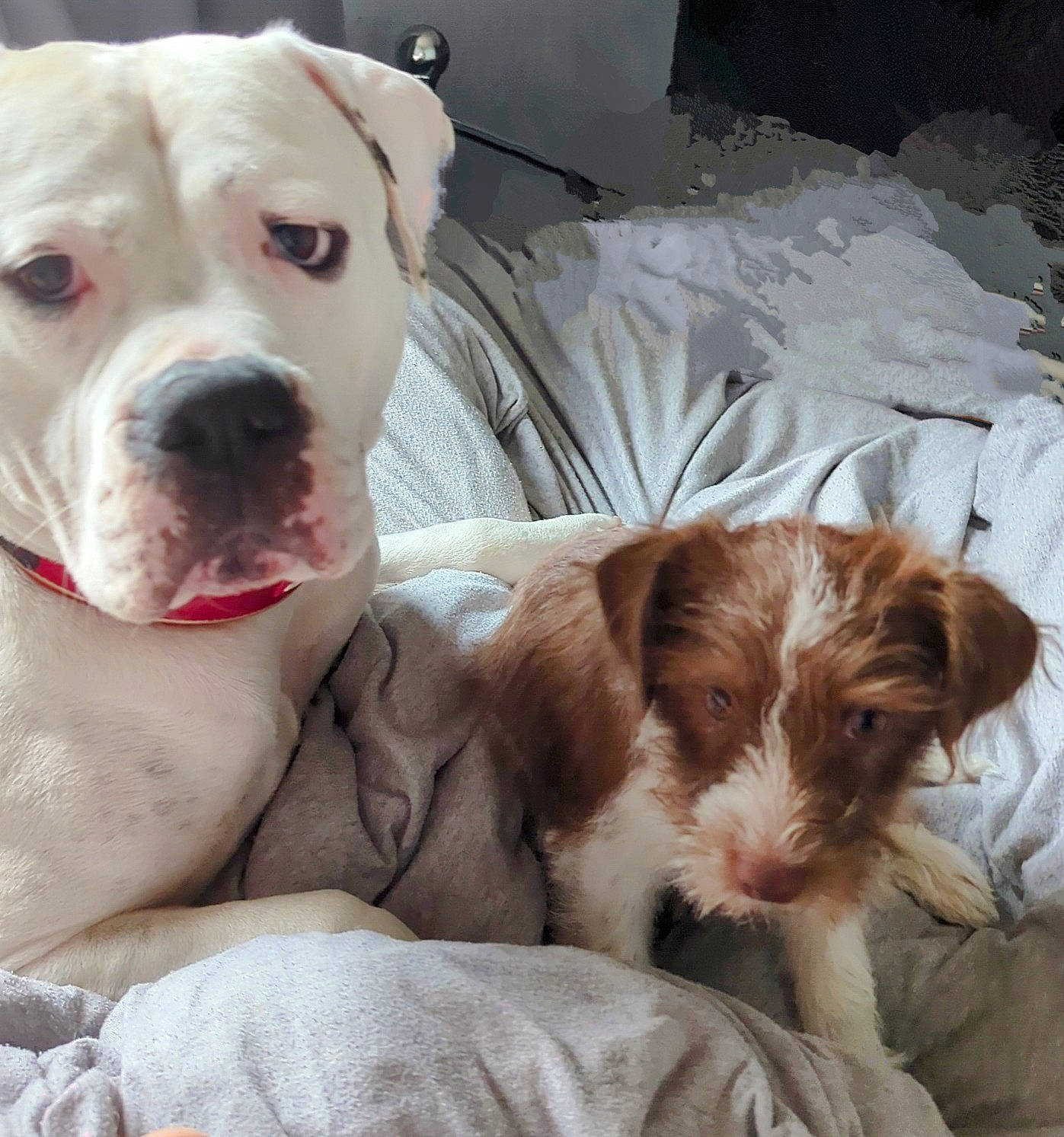 Loki is registered to the contest to win money with this photo: canidae, carnivore, collar, comfort, companion_dog, dog, dog_breed, fawn, fur, liver, paw, pet_supply, puppy_love, snout, spaniel, sporting_group, terrestrial_animal, toy_dog, whiskers, working_animal